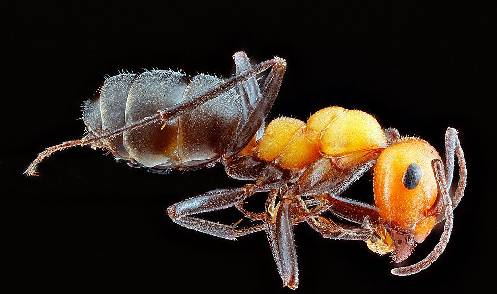 Ant Control service in Renton, WA