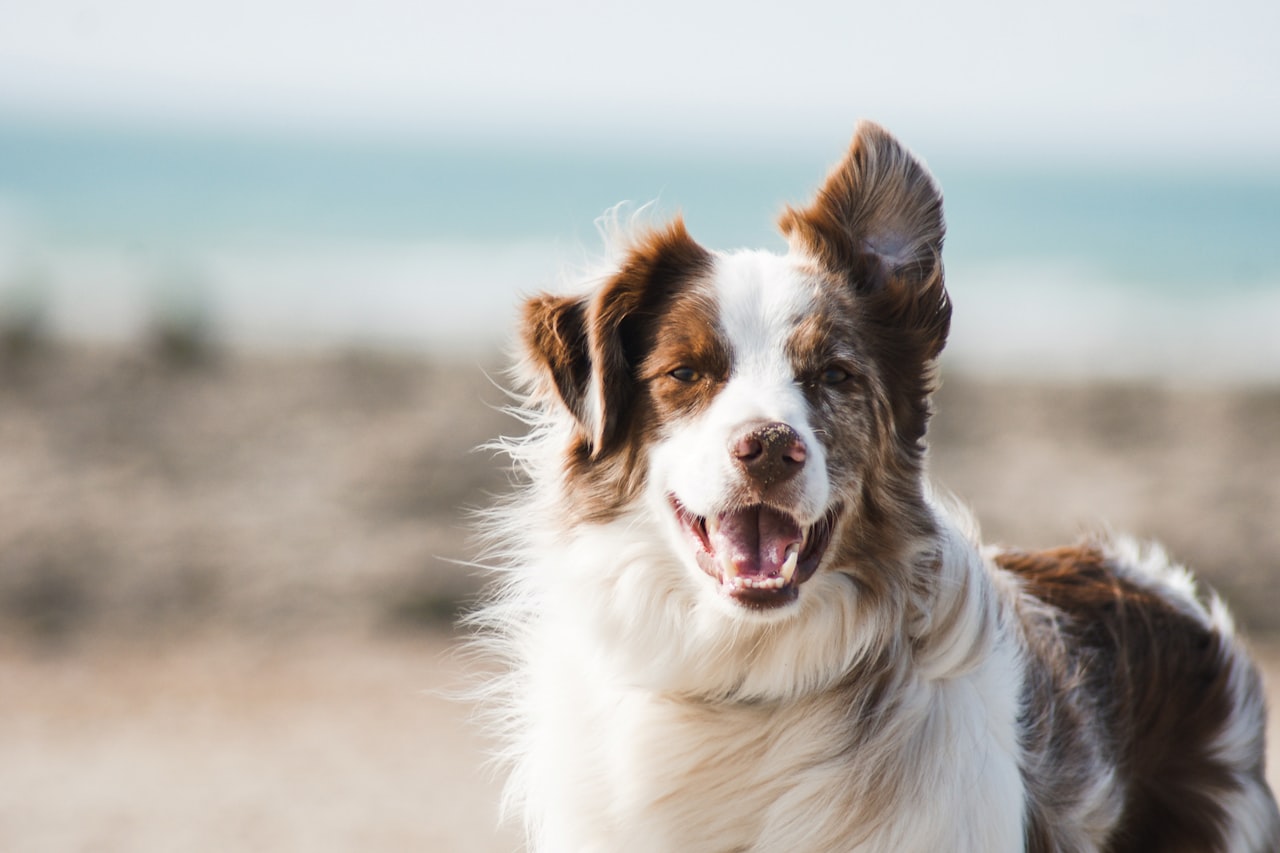Flea & Tick Control service in Renton, WA