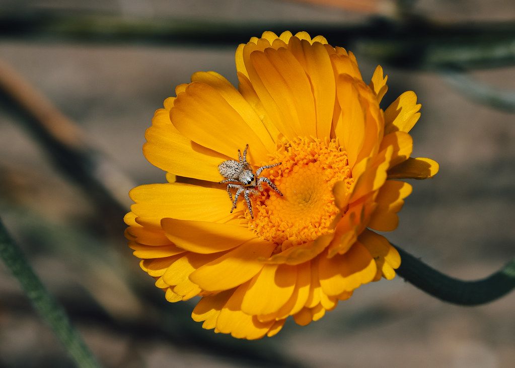 Spider Control service in Renton, WA